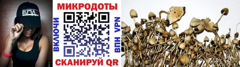 где продают   Динская  Псилоцибиновые грибы Psilocybine cubensis 